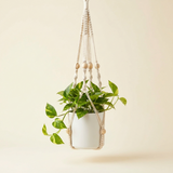 Boho macrame plant hanger with wooden beads holding a trailing pothos in a ceramic pot, studio shot